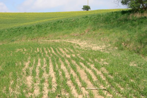 Čejč, 20.4.2008
Okraj pole mezi Čejčí a Mutěnicemi u Mansonovy stepi. Biotop kovaříka Dicronychus equiseti.
Klíčová slova: Čejč Mutěnice Mansonova step Mertlikovo pole Dicronychus equiseti rubripes