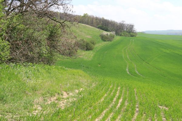 Čejč, 20.4.2008
Okraj pole mezi Čejčí a Mutěnicemi u Mansonovy stepi. Biotop kovaříků Dicronychus equiseti a Drasterius bimaculatus. 
Keywords: Čejč Mutěnice Mansonova step Mertlikovo pole Dicronychus equiseti Drasterius bimaculatus