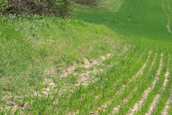 Čejč, 20.4.2008
Okraj pole mezi Čejčí a Mutěnicemi u Mansonovy stepi. Biotop kovaříků Dicronychus equiseti, D. rubripes a Drasterius bimaculatus. 
Klíčová slova: Čejč Mutěnice Mansonova step Mertlikovo pole Dicronychus equiseti rubripes Drasterius bimaculatus