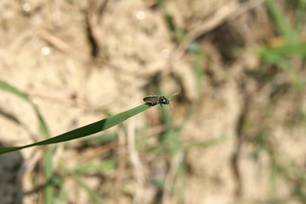 Čejč, 20.4.2008
Okraj pole mezi Čejčí a Mutěnicemi u Mansonovy stepi. Kovařík Dicronychus equiseti. 
Klíčová slova: Čejč Mutěnice Mansonova step Mertlikovo pole Dicronychus equiseti