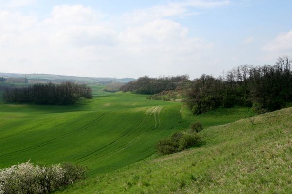 Čejč, 20.4.2008
Stepi mezi Čejčí a Mutěnicemi. Pohled z Mansonovy stepi k vrchu Špidlák. 
Klíčová slova: Čejč Mutenice Špidlák Mansonova step