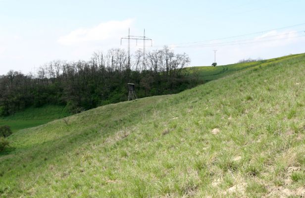 Čejč, 20.4.2008
Stepi mezi Čejčí a Mutenicemi - Mansonova step.
Klíčová slova: Čejč Mutenice Mansonova step Dicronychus rubripes