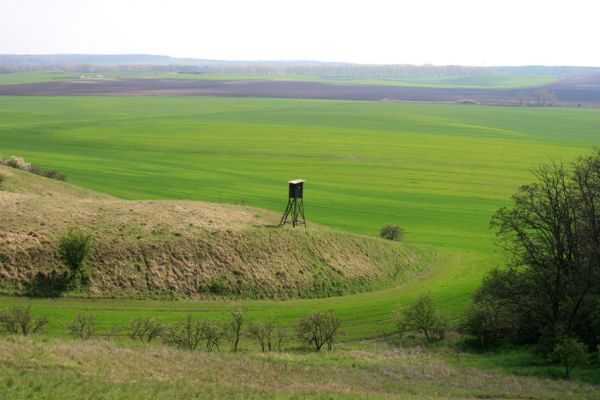 Čejč, 20.4.2008
Stepi mezi Čejčí a Mutenicemi - Mansonova step. 
Klíčová slova: Čejč Mutenice Mansonova step Dicronychus rubripes