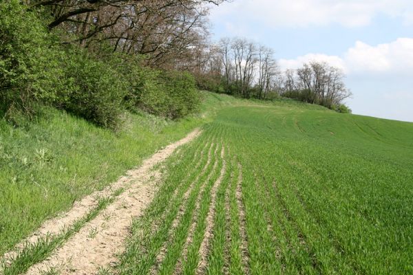 Čejč, 20.4.2008
Okraj pole mezi Čejčí a Mutenicemi u Mansonovy stepi.
Klíčová slova: Čejč Mutěnice Mansonova step Dicronychus equiseti