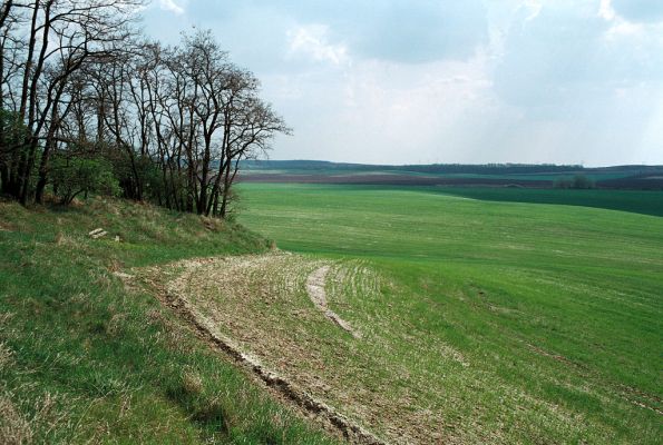 Čejč, 26.4.2006
Svahy mezi Čejčí a Mutěnicemi. Okraj Mansonovy stepi přechází v pole. Biotop kovaříka Dicronychus equiseti.
Klíčová slova: Čejč Mansonova step Mertlikovo pole Dicronychus eguiseti Drasterius bimaculatus