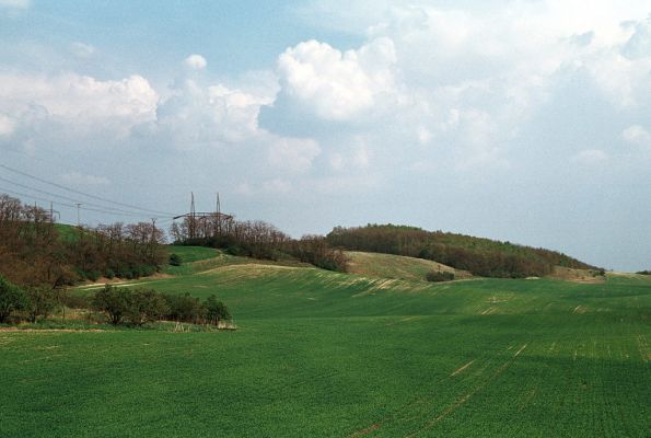 Čejč, 26.4.2006
Špidlák - Mansonova step. Pohled na svahy mezi Čejčí a Mutěnicemi. Přichází jarní bouře.
Keywords: Čejč Mansonova step Dicronychus eguiseti Drasterius bimaculatus