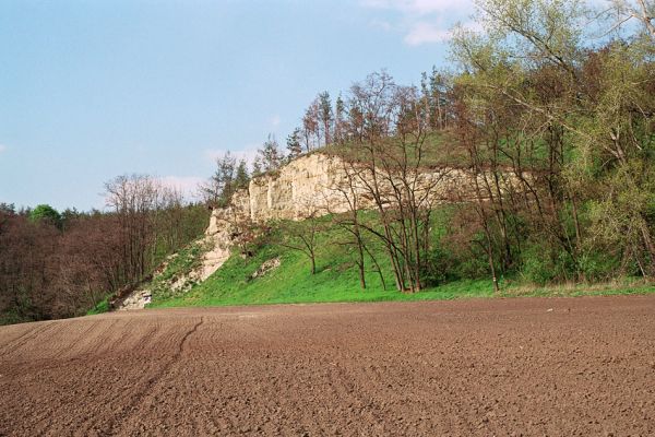 Čejč, 28.4.2005
Rezervace Výchoz. Biotop kovaříka Cardiophorus vestigialis. 
Schlüsselwörter: Čejč Výchoz Cardiophorus vestigialis