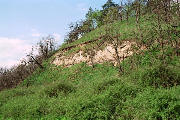 Čejč, 28.4.2005
Sprašová stěna u rezervace Výchoz. Biotop kovaříka Cardiophorus vestigialis.
Klíčová slova: Čejč Výchoz Cardiophorus vestigialis