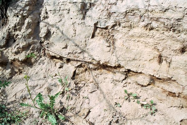 Čejč, 28.4.2005
Sprašová stěna u rezervace Výchoz. Biotop kovaříka Cardiophorus vestigialis.
Keywords: Čejč Výchoz Cardiophorus vestigialis