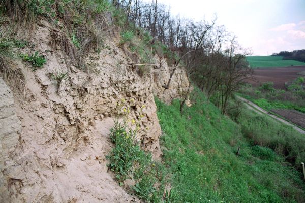 Čejč, 28.4.2005
Sprašová stěna u rezervace Výchoz. Biotop kovaříka Cardiophorus vestigialis.
Keywords: Čejč Výchoz Cardiophorus vestigialis