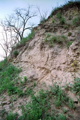 Čejč, 28.4.2005
Sprašová stěna u rezervace Výchoz. Biotop kovaříka Cardiophorus vestigialis.
Keywords: Čejč Výchoz Cardiophorus vestigialis