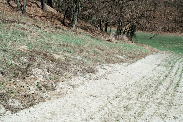 Čejč, 3.4.2006
Step na úpatí Špidláku. Biotop kovaříků Dicronychus equiseti.
Schlüsselwörter: Čejč vrch Špidlák Maladerová step Dicronychus equiseti