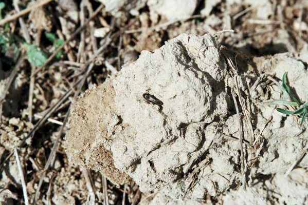 Čejč, 3.4.2006
Step na úpatí Špidláku. Kovařík Dicronychus equiseti.


Schlüsselwörter: Čejč vrch Špidlák Maladerová step Dicronychus equiseti