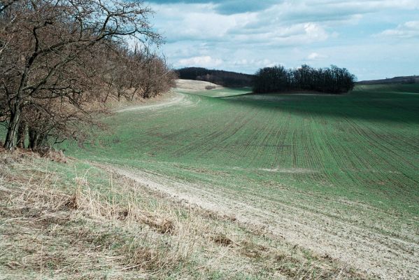 Čejč, 3.4.2006
Step na úpatí Špidláku. Pohled na východ na Mansonovu step.

Klíčová slova: Čejč vrch Špidlák Maladerová step Dicronychus equiseti Mansonova step