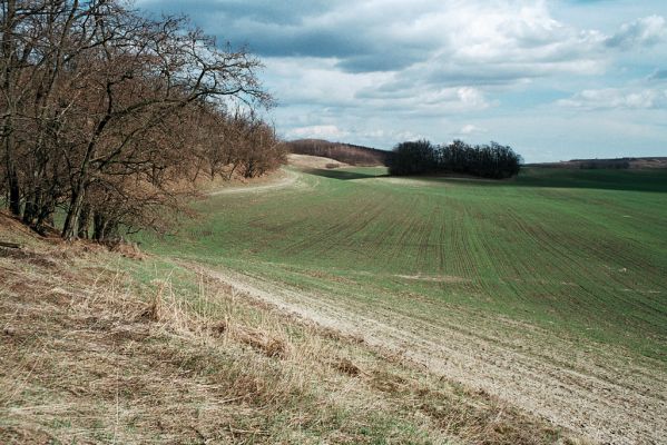 Čejč, 3.4.2006
Step na úpatí Špidláku. Pohled na východ na Mansonovu step.
Mots-clés: Čejč vrch Špidlák Maladerová step Dicronychus equiseti