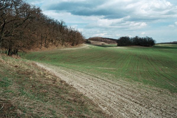 Čejč, 3.4.2006
Step na úpatí Špidláku. Pohled na východ na Mansonovu step.


Klíčová slova: Čejč vrch Špidlák Maladerová step Dicronychus equiseti