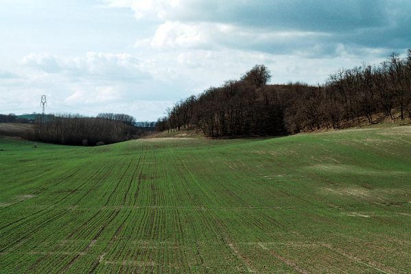 Čejč, 3.4.2006
Pohled od východu na step na úpatí Špidláku. 



Klíčová slova: Čejč vrch Špidlák Maladerová step Dicronychus equiseti