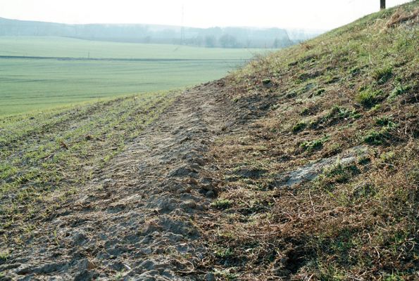 Čejč, 8.4.2006
Písčitý okraj pole u Maladerové stepi. Biotop kovaříka Dicronychus equiseti.
Keywords: Čejč Mutěnice Maladerová step Dicronychus equiseti rubripes