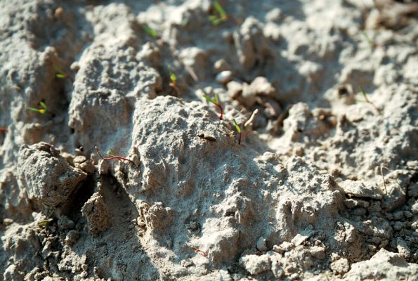 Čejč, 8.4.2006
Kovařík Dicronychus equiseti na okraji pole u Maladerové stepi. 
Mots-clés: Čejč Mutěnice Maladerová step Dicronychus equiseti