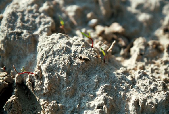 Čejč, 8.4.2006
Kovařík Dicronychus equiseti na okraji pole u Maladerové stepi. 
Mots-clés: Čejč Mutěnice Maladerová step Dicronychus equiseti