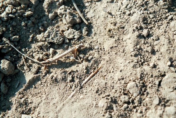 Čejč, 8.4.2006
Kovařík Dicronychus equiseti na okraji pole u Maladerové stepi. 
Mots-clés: Čejč Mutěnice Maladerová step Dicronychus equiseti