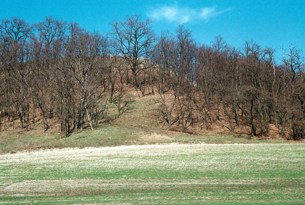 Čejč, 8.4.2006
Vrch Špidlák - Maladerová step.
Klíčová slova: Čejč Mutěnice Maladerová step Dicronychus equiseti rubripes