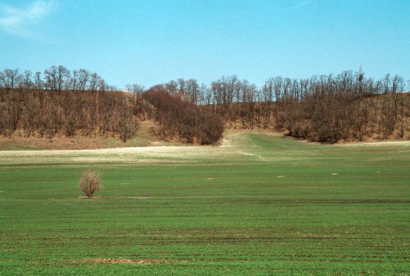 Čejč, 8.4.2006
Vrch Špidlák a Maladarová step - pohled od železniční trati.
Keywords: Čejč Mutěnice Maladerová step Dicronychus equiseti rubripes