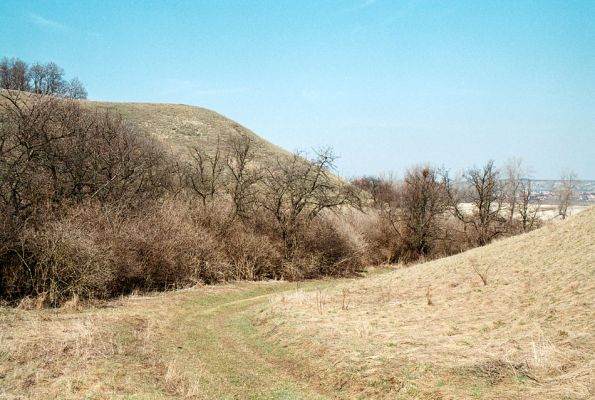 Čejč, 28.4.2005
Květnatá step.
Klíčová slova: Čejč Květnatá step