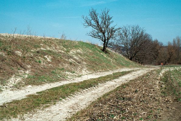 Čejč, 8.4.2006
Narušené sprašové půdy jsou biotopem kovaříka Cardiophorus vestigialis. Narušený svah nad polní cestou vedoucí od železniční trati ke Květnaté stepi.
Schlüsselwörter: Čejč Cardiophorus vestigialis