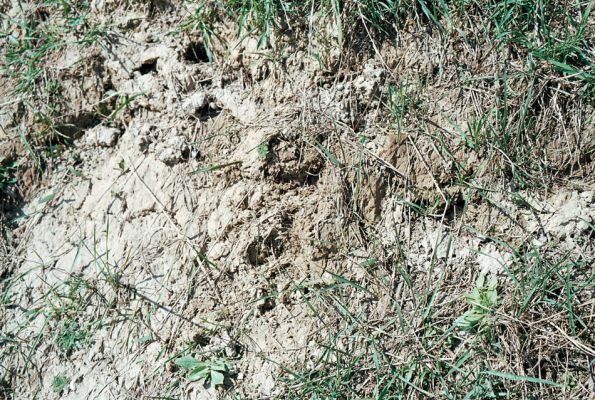 Čejč, 8.4.2006
Narušené sprašové půdy jsou biotopem kovaříka Cardiophorus vestigialis. Úvoz polní cesty vedoucí od železniční trati ke Květnaté stepi.
Klíčová slova: Čejč Cardiophorus vestigialis