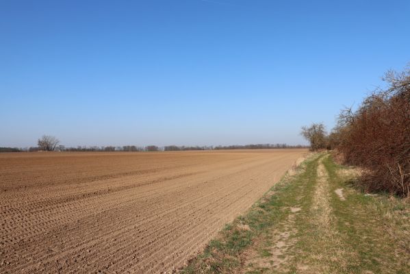 Mladá Boleslav, 28.3.2022
Čejetičky - náhorní plošina. Na obzoru okraj lesa Čejetičského údolí. 
Keywords: Mladá Boleslav Čejetičky