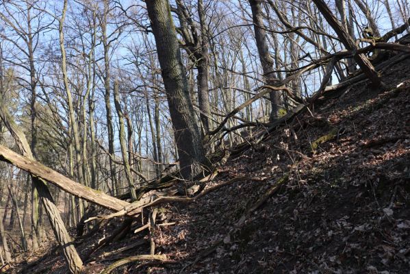 Mladá Boleslav, 28.3.2022
Čejetičky - les na levé straně údolí. 
Schlüsselwörter: Mladá Boleslav Čejetičky údolí