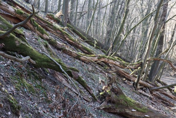 Mladá Boleslav, 28.3.2022
Čejetičky - les na levé straně údolí. 
Keywords: Mladá Boleslav Čejetičky údolí