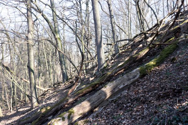 Mladá Boleslav, 28.3.2022
Čejetičky - les na levé straně údolí. 
Keywords: Mladá Boleslav Čejetičky údolí