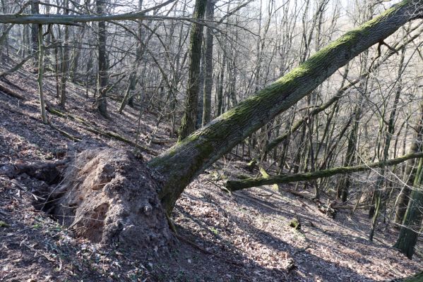 Mladá Boleslav, 28.3.2022
Čejetičky - les na levé straně údolí. 
Schlüsselwörter: Mladá Boleslav Čejetičky údolí