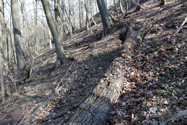 Mladá Boleslav, 28.3.2022
Čejetičky - les na levé straně údolí. Biotop kovaříka Stenagostus rhombeus.
Keywords: Mladá Boleslav Čejetičky údolí Stenagostus rhombeus