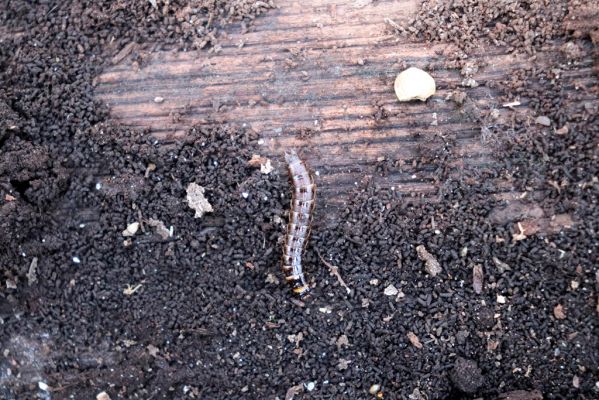 Mladá Boleslav, 28.3.2022
Čejetičky - les na levé straně údolí. Larva kovaříka Stenagostus rhombeus.
Klíčová slova: Mladá Boleslav Čejetičky údolí Stenagostus rhombeus