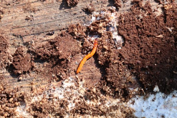 Mladá Boleslav, 28.3.2022
Čejetičky - les na levé straně údolí. Larva kovaříka Ampedus sp.
Schlüsselwörter: Mladá Boleslav Čejetičky údolí