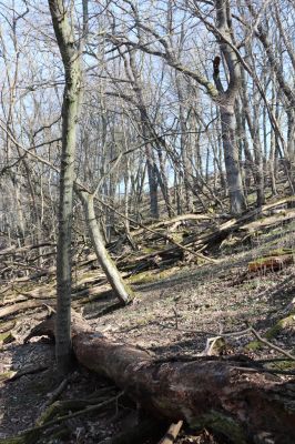 Mladá Boleslav, 28.3.2022
Čejetičky - les na levé straně údolí. 
Klíčová slova: Mladá Boleslav Čejetičky údolí