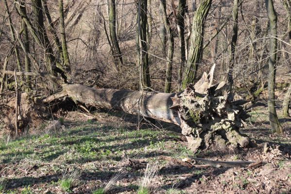 Mladá Boleslav, 28.3.2022
Čejetičky - les na levé straně údolí. 
Klíčová slova: Mladá Boleslav Čejetičky údolí