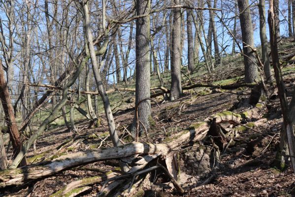 Mladá Boleslav, 28.3.2022
Čejetičky - les na levé straně údolí. 
Schlüsselwörter: Mladá Boleslav Čejetičky údolí