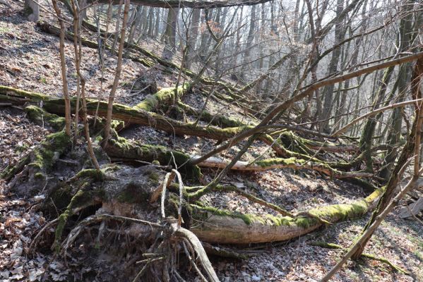 Mladá Boleslav, 28.3.2022
Čejetičky - les na levé straně údolí. 
Mots-clés: Mladá Boleslav Čejetičky údolí