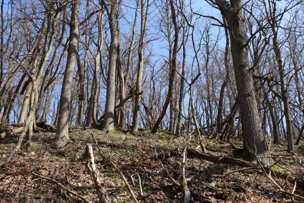 Mladá Boleslav, 28.3.2022
Čejetičky - les na levé straně údolí. 
Klíčová slova: Mladá Boleslav Čejetičky údolí