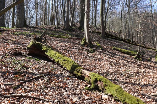 Mladá Boleslav, 28.3.2022
Čejetičky - les na pravé straně údolí. 
Klíčová slova: Mladá Boleslav Čejetičky údolí