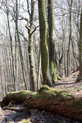 Mladá Boleslav, 28.3.2022
Čejetičky - les na pravé straně údolí.
Klíčová slova: Mladá Boleslav Čejetičky údolí