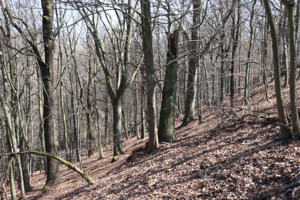 Mladá Boleslav, 28.3.2022
Čejetičky - les na pravé straně údolí.
Keywords: Mladá Boleslav Čejetičky údolí