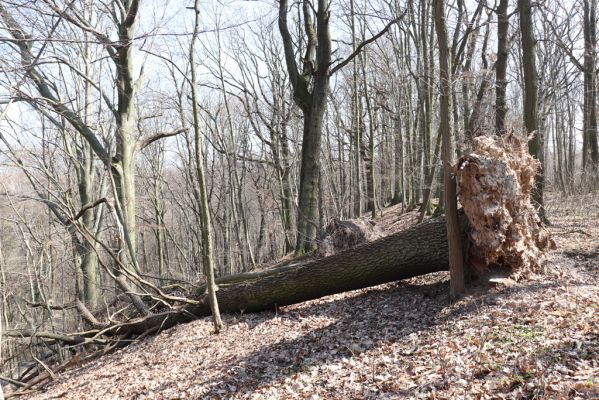 Mladá Boleslav, 28.3.2022
Čejetičky - les na pravé straně údolí.
Keywords: Mladá Boleslav Čejetičky údolí