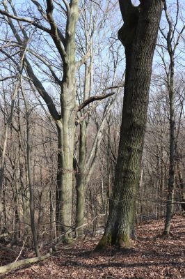 Mladá Boleslav, 28.3.2022
Čejetičky - les na pravé straně údolí.
Schlüsselwörter: Mladá Boleslav Čejetičky údolí