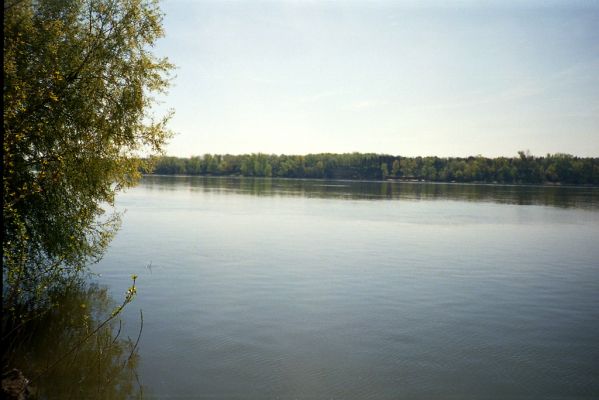 Čenkov, 27.4.2001
Dunaj u Čenkova.
Klíčová slova: Mužla Čenkov řeka Dunaj