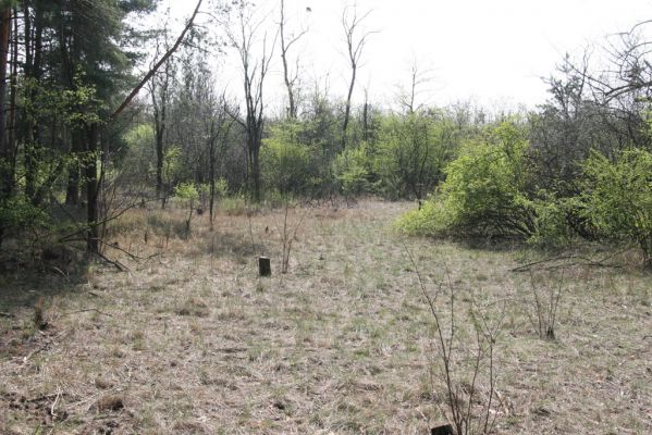 Mužla, Čenkov, 3.4.2014
Lesostepní formace v okolí Čenkovské stepi, osídlená kovaříky Cidnopus rusenae a Cardiophorus asellus.  


Schlüsselwörter: Mužla Čenkov Cidnopus rusenae Cardiophorus asellus